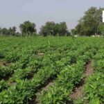 gujarat agriculture