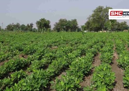gujarat agriculture
