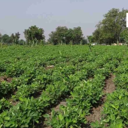 gujarat agriculture