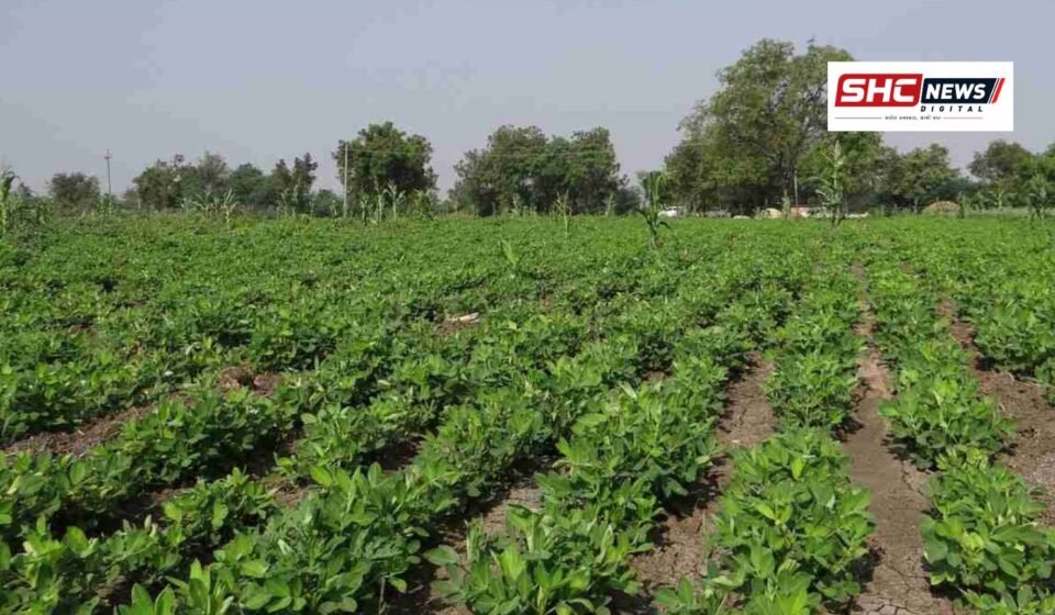 gujarat agriculture
